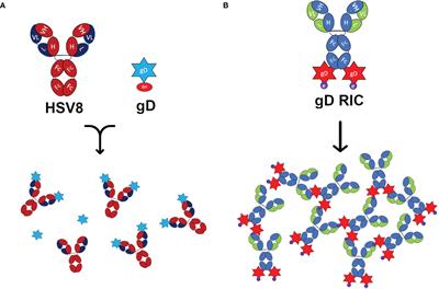 A self-binding immune complex vaccine elicits strong neutralizing responses against herpes simplex virus in mice